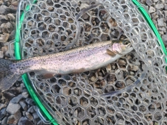 ニジマスの釣果