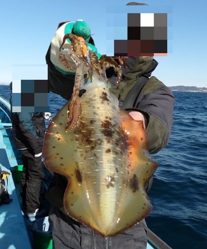 アオリイカの釣果