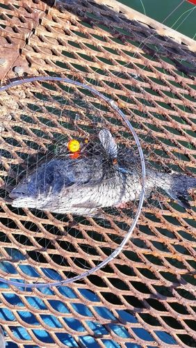 本牧海づり施設