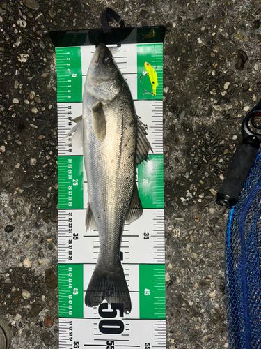 シーバスの釣果