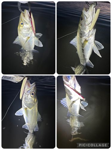 シーバスの釣果