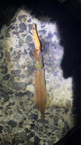 ヤリイカの釣果