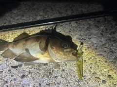 シロメバルの釣果