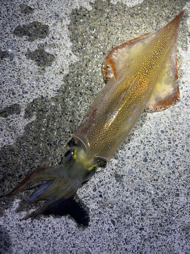 ヤリイカの釣果