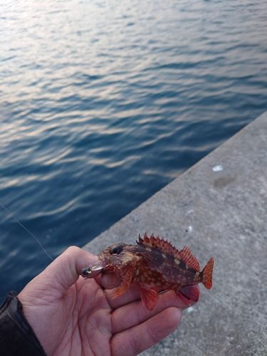 カサゴの釣果