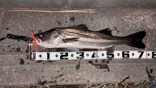 シーバスの釣果