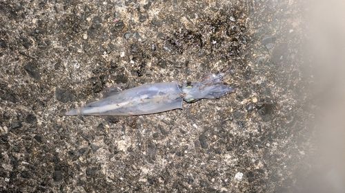 ヤリイカの釣果