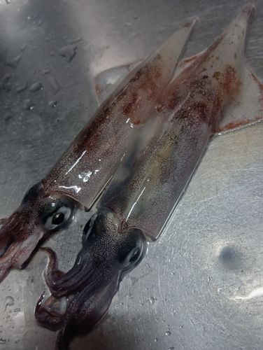 ヤリイカの釣果