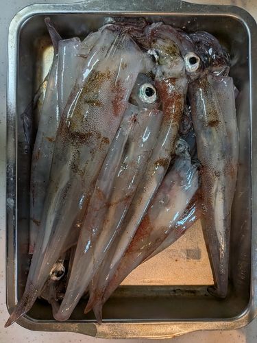 ヤリイカの釣果