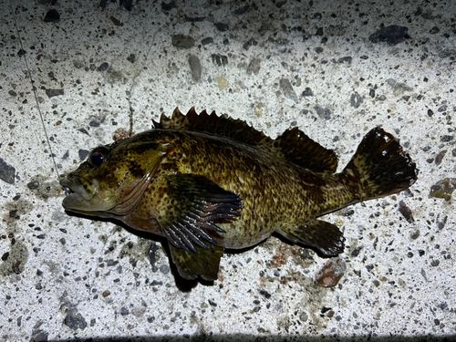 ムラソイの釣果