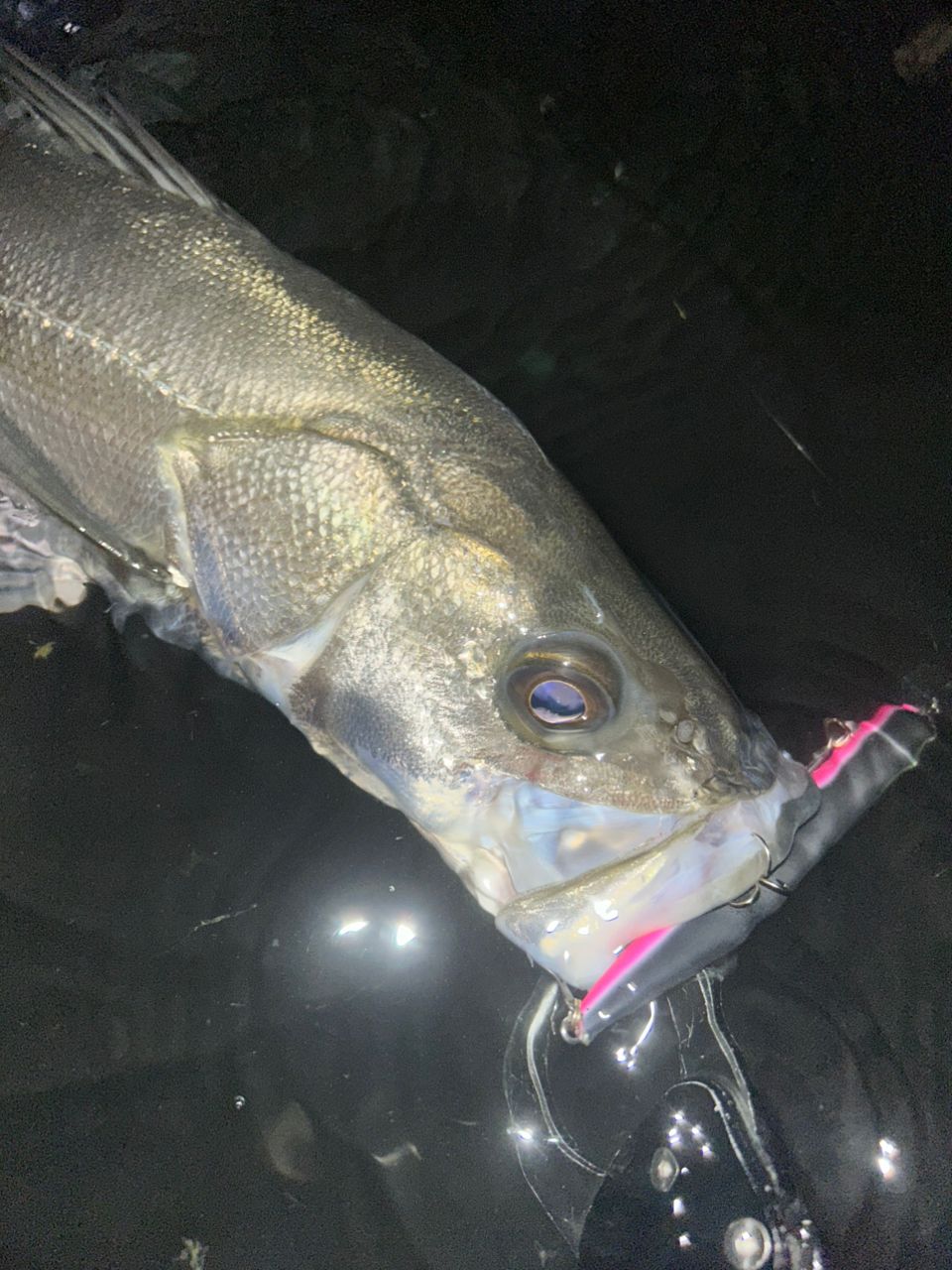 APIA フージン' Z URBAN DINO 90MLの最安値・インプレ・釣果