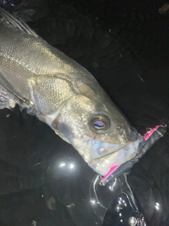 フッコ（マルスズキ）の釣果