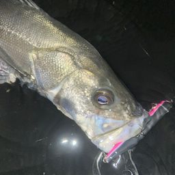 フッコ（マルスズキ）