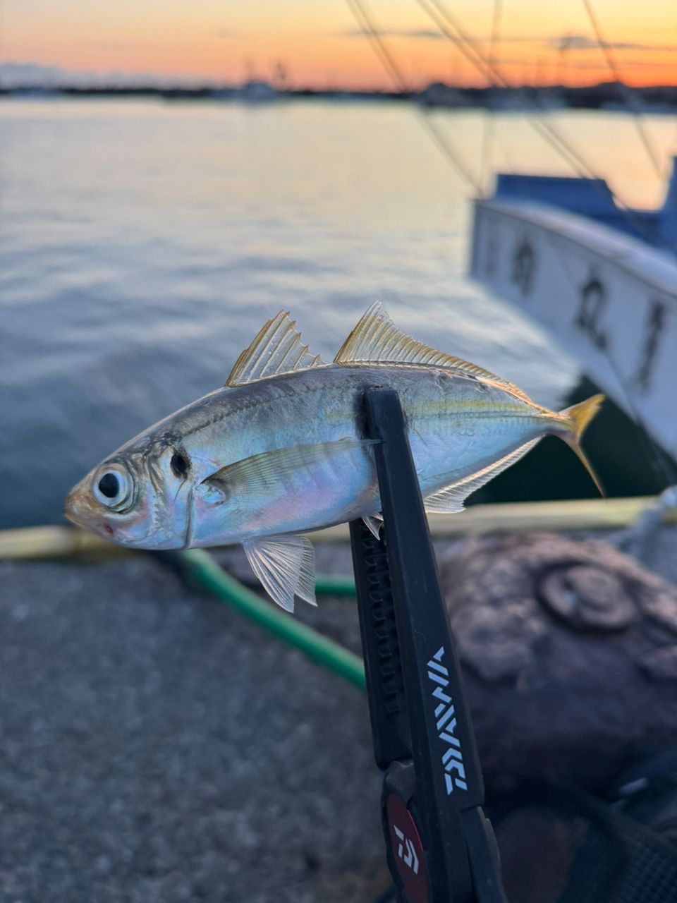 DUO テトラワークス リアクト TWRT-50の最安値・インプレ・釣果 | 本音