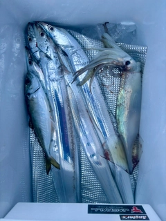タチウオの釣果