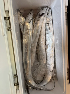 タチウオの釣果