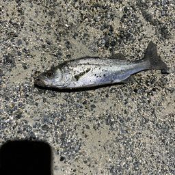 セイゴ（マルスズキ）