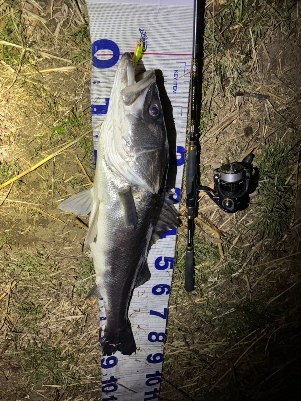 DAIWA 21モアザン ブランジーノ EX AGS 94MLの最安値・インプレ・釣果