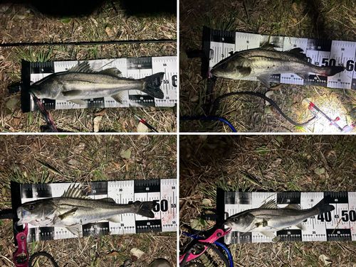 シーバスの釣果