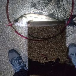 フッコ（マルスズキ）