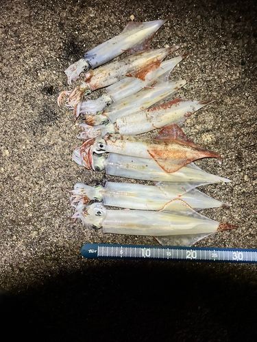 ヤリイカの釣果
