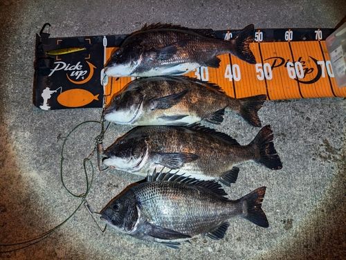 クロダイの釣果