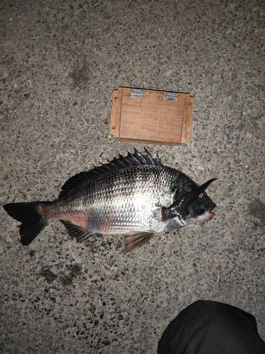 碧南海釣り公園