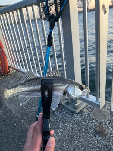 若洲海浜公園海釣り施設