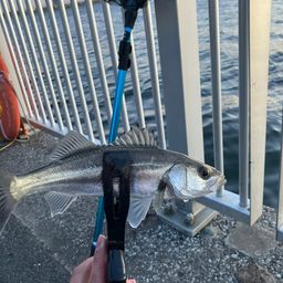 セイゴ（ヒラスズキ）