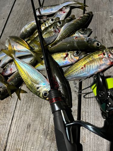 アジの釣果