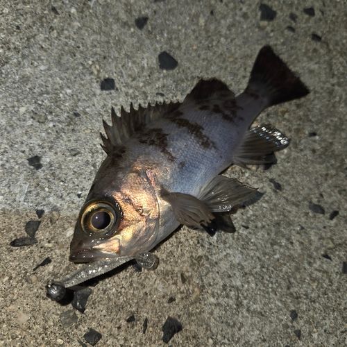 メバルの釣果