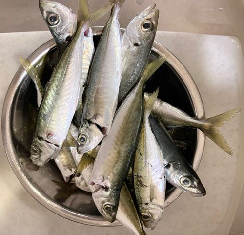 アオアジの釣果
