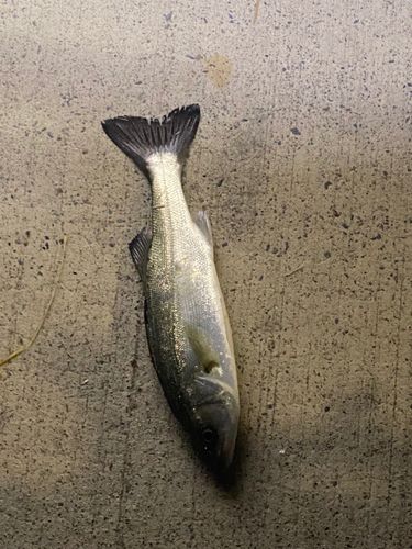 セイゴ（マルスズキ）の釣果