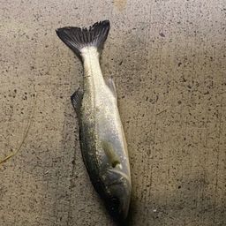 セイゴ（マルスズキ）