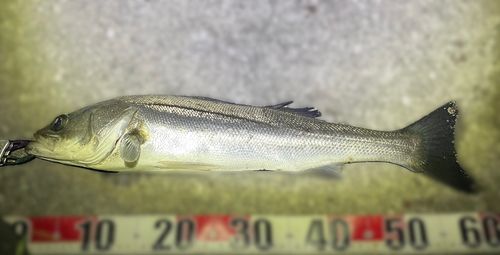 シーバスの釣果