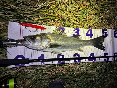 フッコ（マルスズキ）の釣果