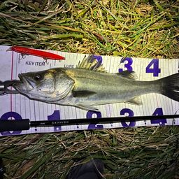 フッコ（マルスズキ）