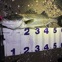 フッコ（マルスズキ）