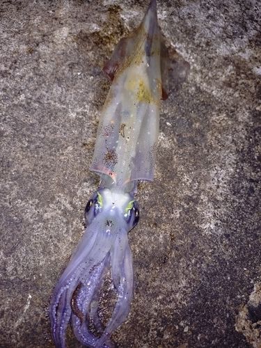 ヤリイカの釣果