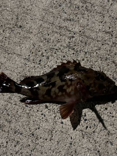 金沢水際線緑地（福浦岸壁）