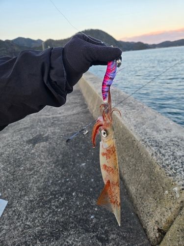 ヤリイカの釣果