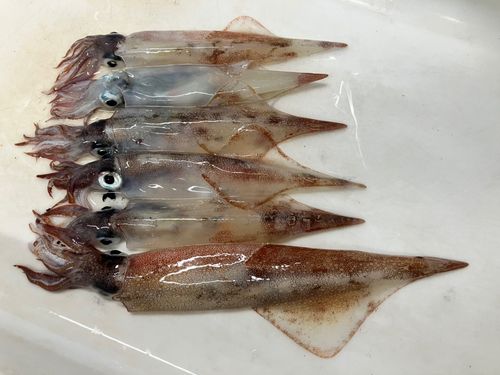 ヤリイカの釣果