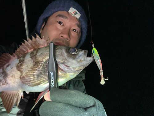 メバルの釣果