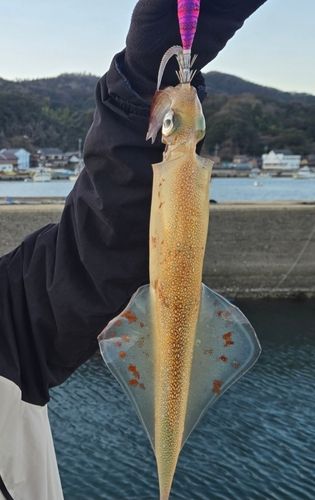 ヤリイカの釣果