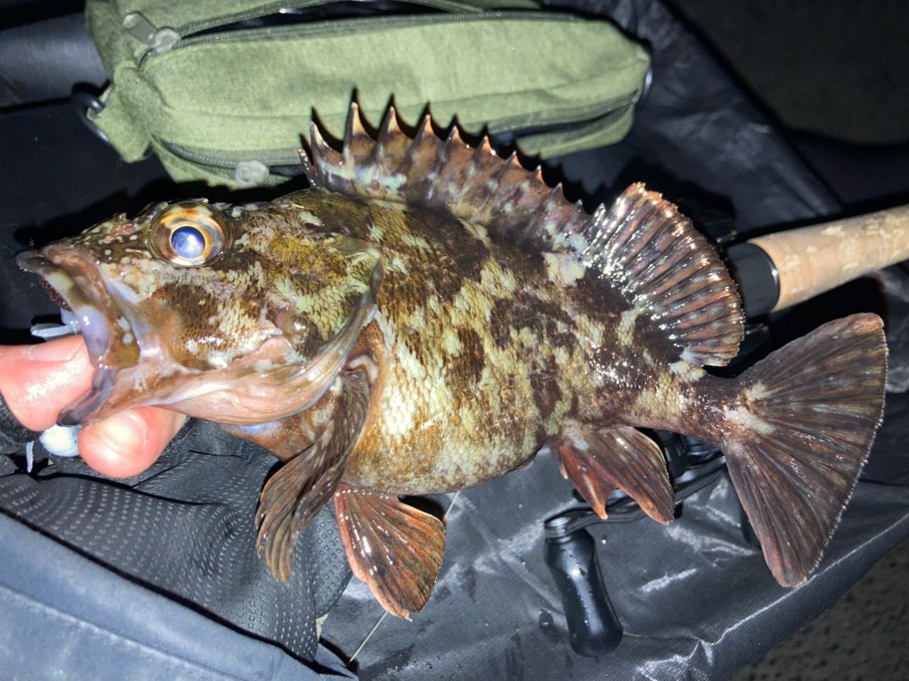 AbuGarcia ズームサファリ ZMSC-565Lの最安値・インプレ・釣果 | 本音