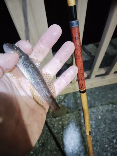 マハゼの釣果