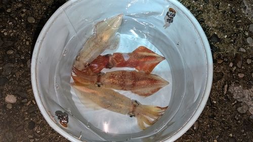 ヤリイカの釣果