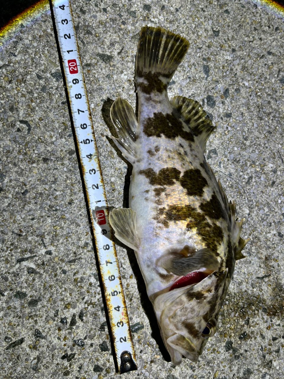 SHIMANO 18ソアレ BB C2000SSHGの最安値・インプレ・釣果 | 本音の