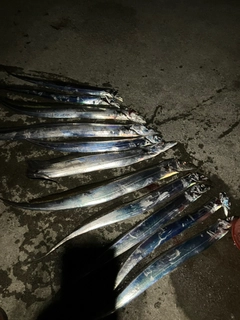 タチウオの釣果