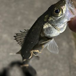 セイゴ（マルスズキ）